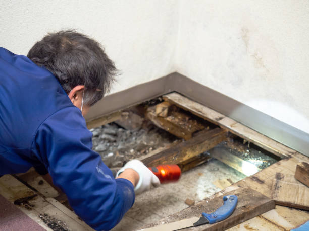 Best Local Mold Removal Service  in Penngrove, CA