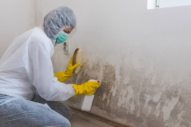 Mold Removal and Inspection in Penngrove, CA