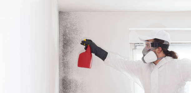 Best Mold Damage Repair  in Penngrove, CA