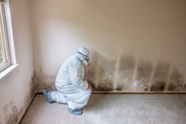 Best Black Mold Removal  in Penngrove, CA