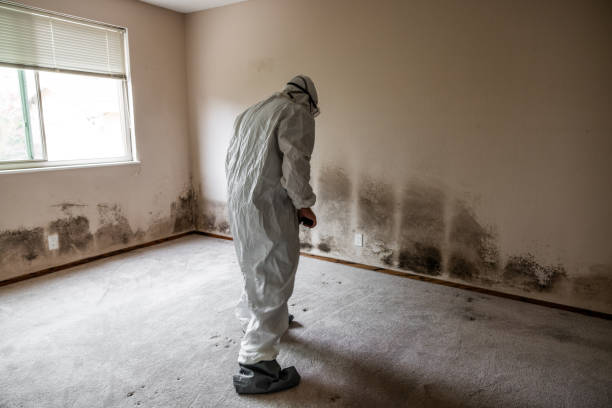 Best Attic Mold Removal  in Penngrove, CA