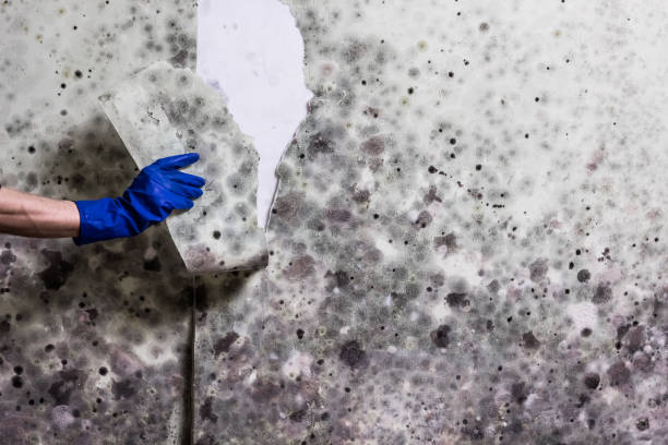 Best Mold Damage Repair  in Penngrove, CA
