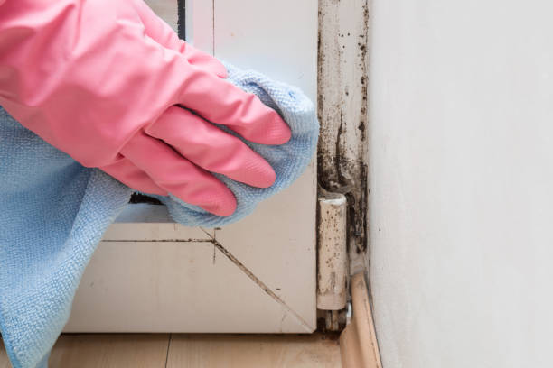 Best Certified Mold Removal  in Penngrove, CA