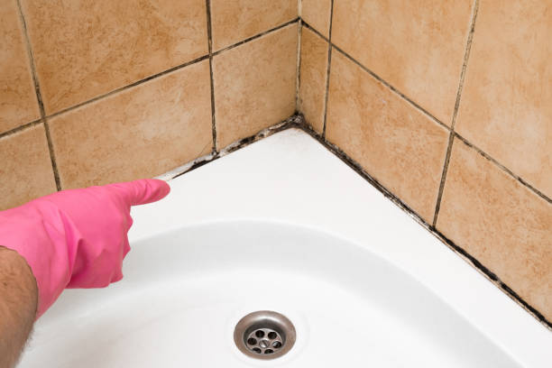 Best Same-Day Mold Removal  in Penngrove, CA